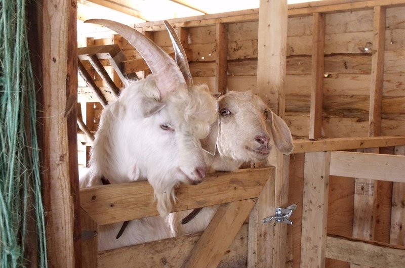 Groovy Goat Farm & Soap Company