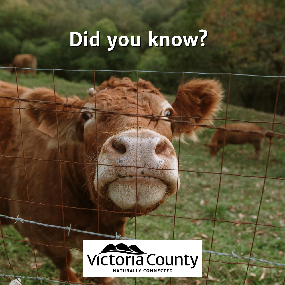 Image of a cow behind a fence with the text, "Did you know?" and the Victoria County logo.